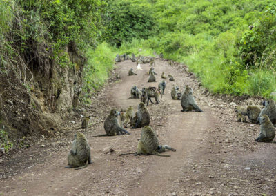 Arusha Nationalpark - Tansania