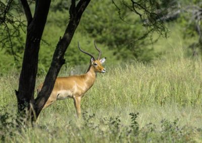 Tarangire Nationalpark - Tansania