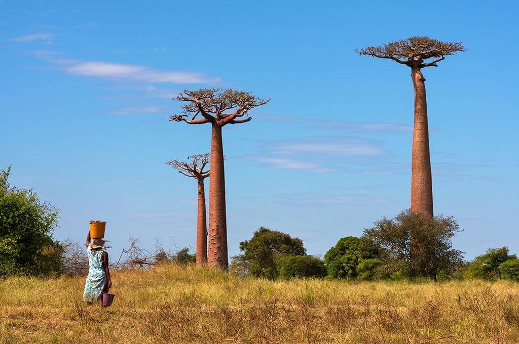 Baobab Bäume - Madagaskar