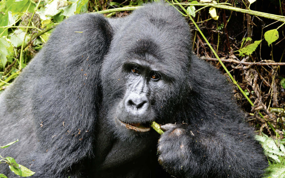 10 Tage Gorilla und Schimpansen Safari