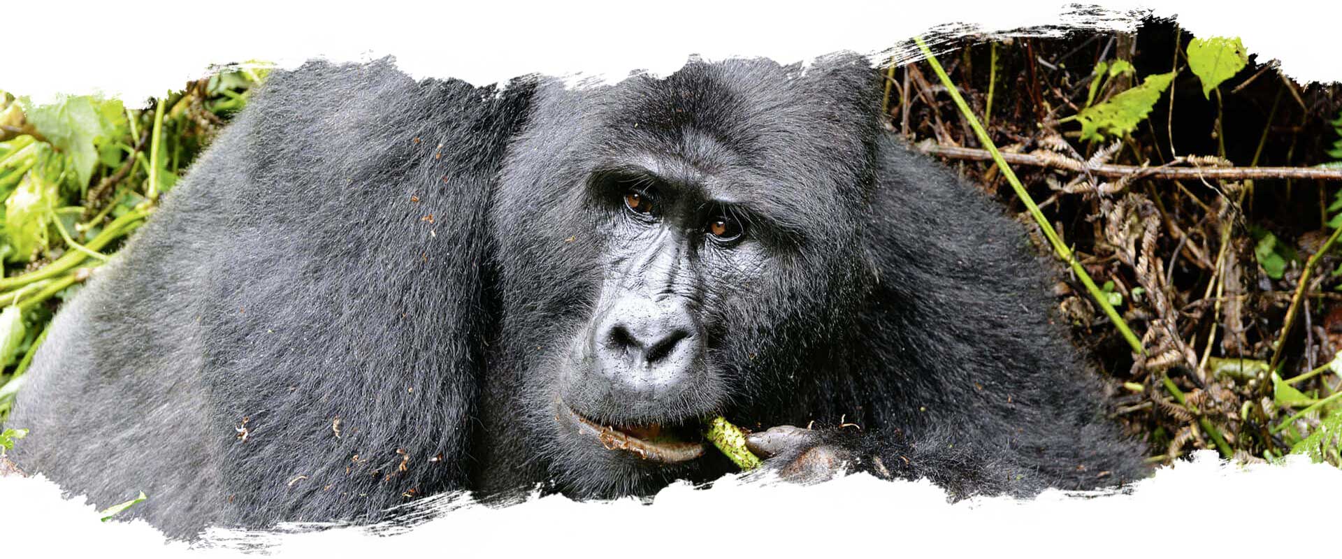 Gorillasafari - Uganda