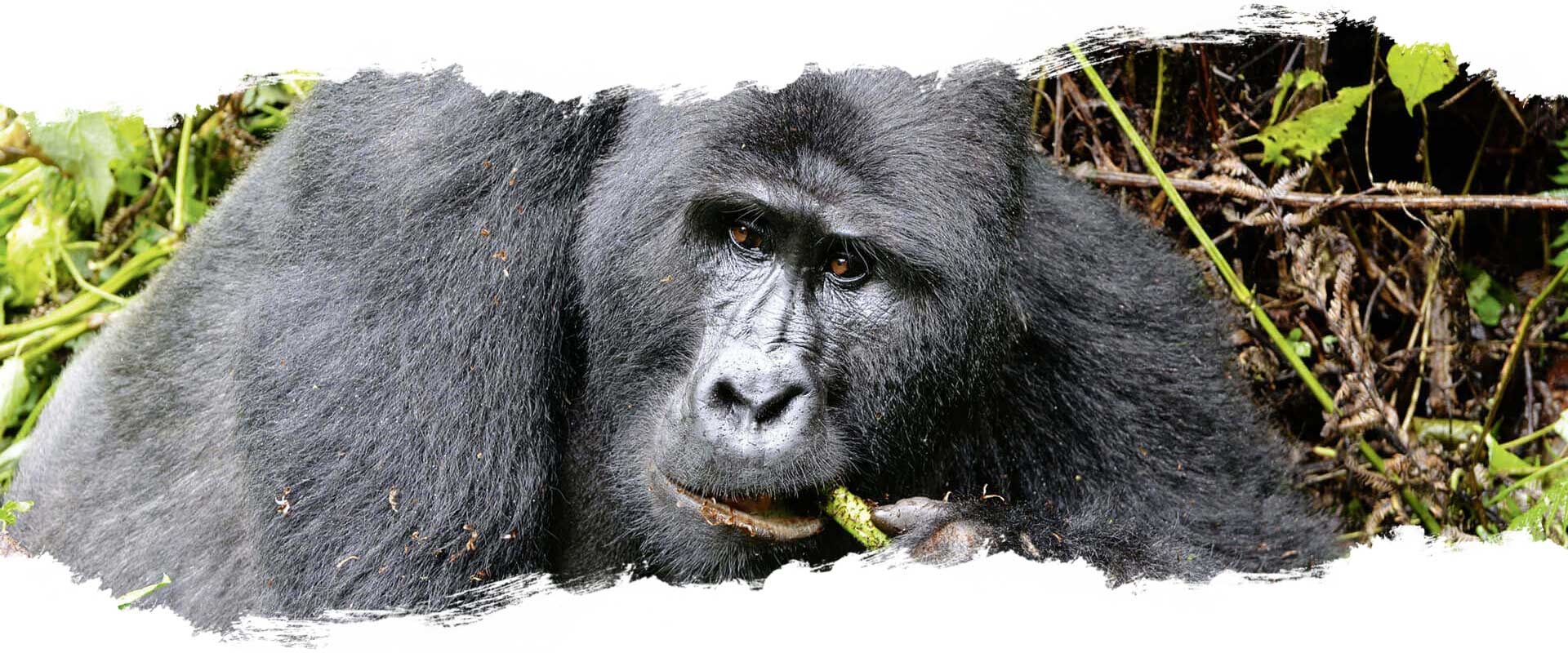 Gorillasafari - Uganda Gorillasafari - Uganda