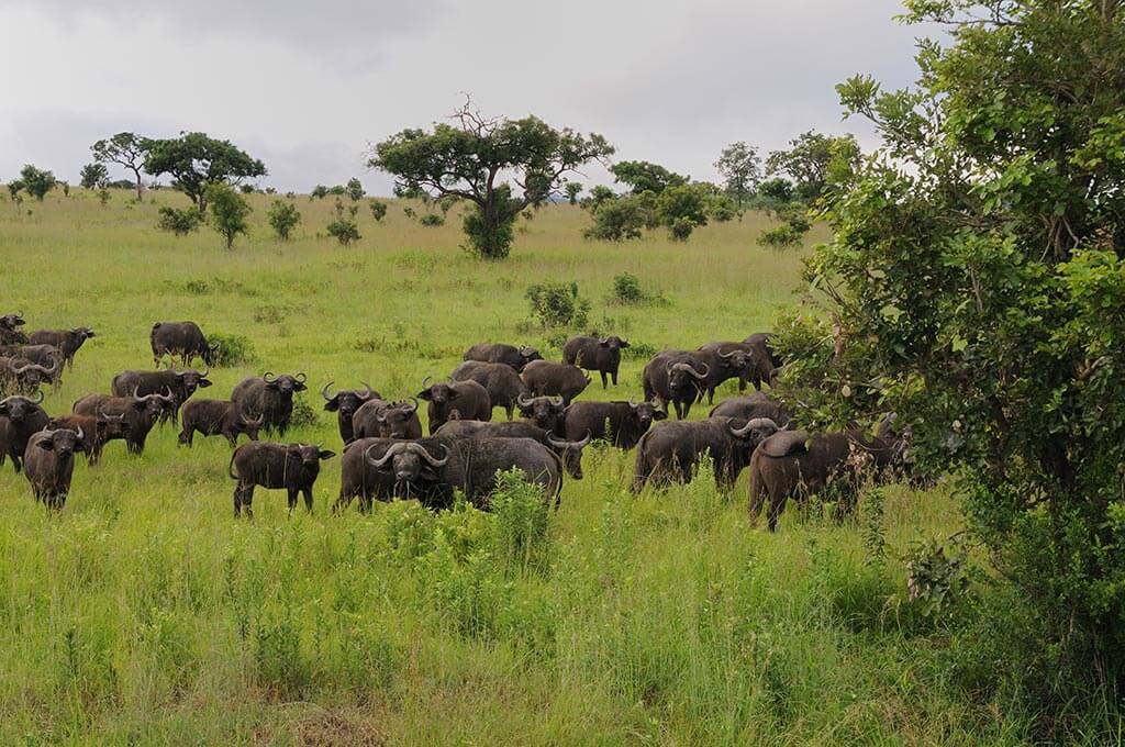 Mikumi Nationalpark - Tansania