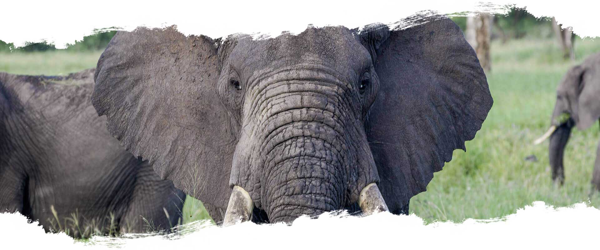 Tarangire Nationalpark - Tansania Tarangire Nationalpark - Tansania