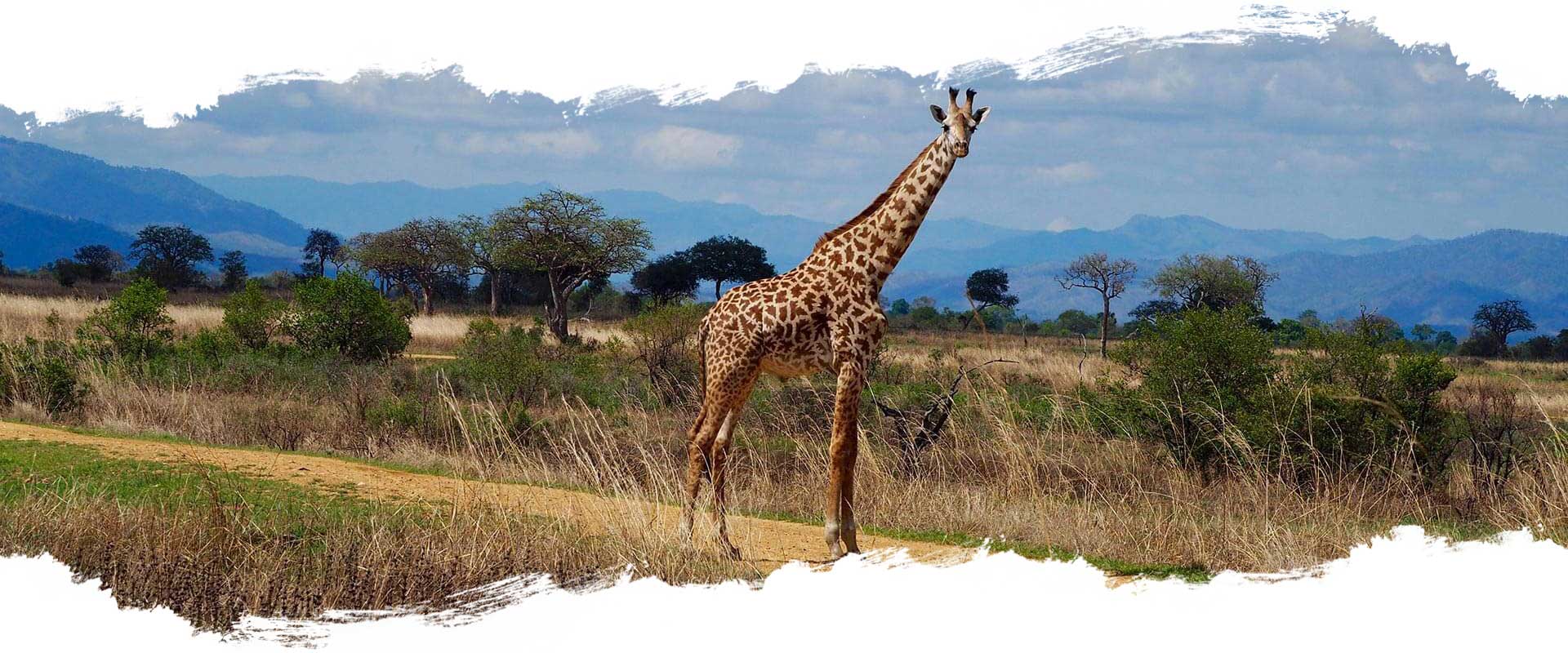 Mikumi Nationalpark - Tansania Mikumi Nationalpark - Tansania