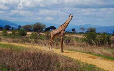 4 Tage Safari im Mikumi Nationalpark & Udzungwa