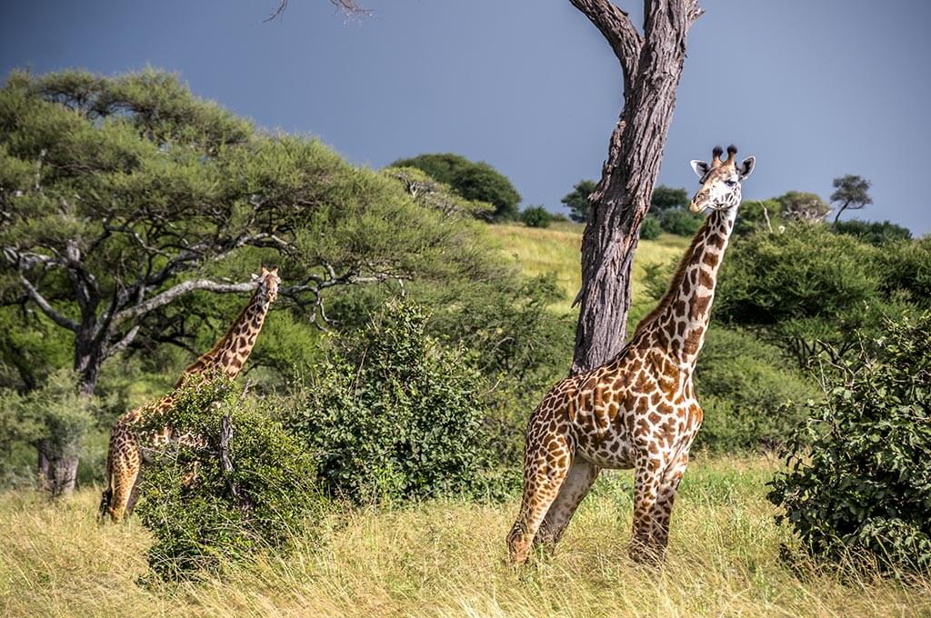 Tarangire Nationalpark - Tansania