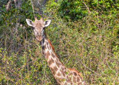 Selous Game Reserve - Tansania