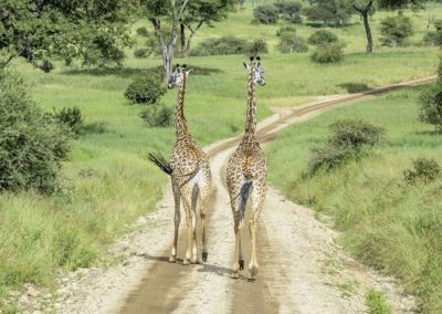 Tarangire Nationalpark - Tansania