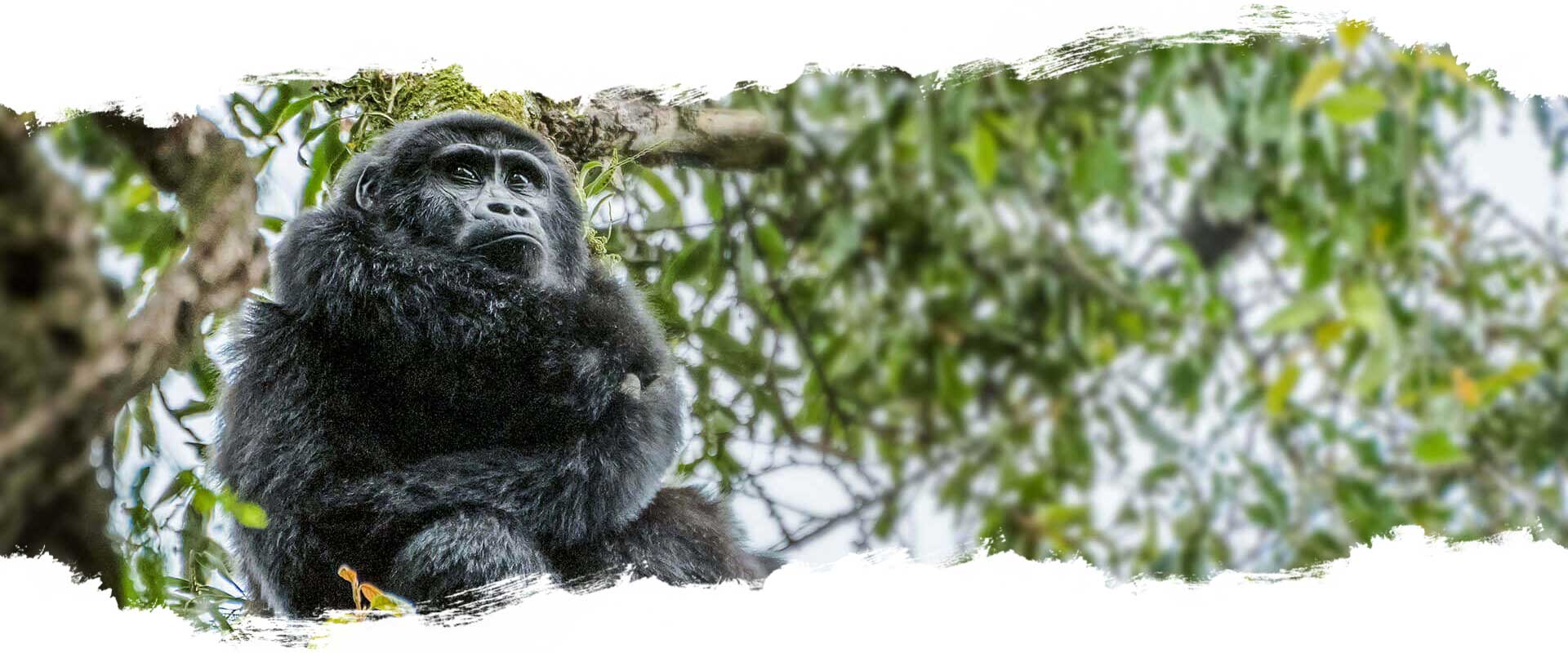 Safari - Uganda Safari - Uganda