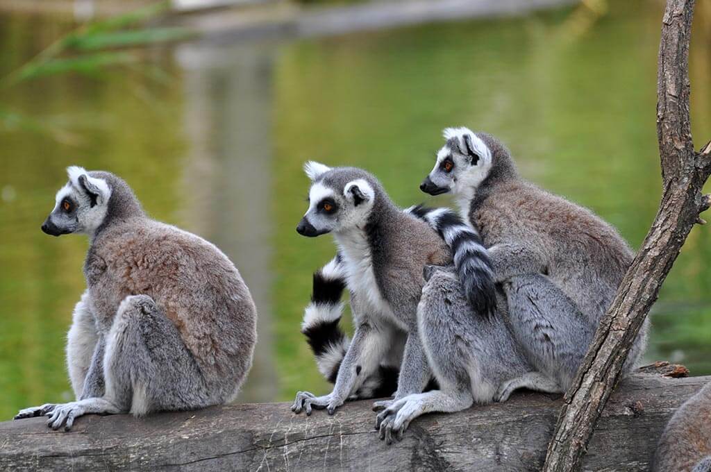 Lemuren - Madagaskar
