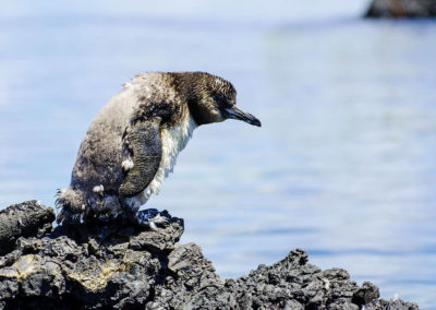 Galapagos Inseln - Ecuador