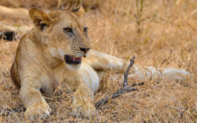 3 Tage Safari im Süden von Tansania