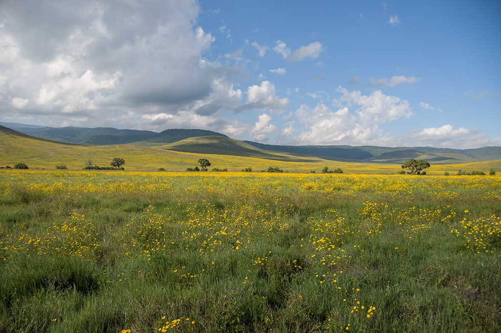 Ngorongoro - Tansania
