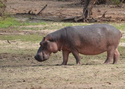Selous Game Reserve - Tansania