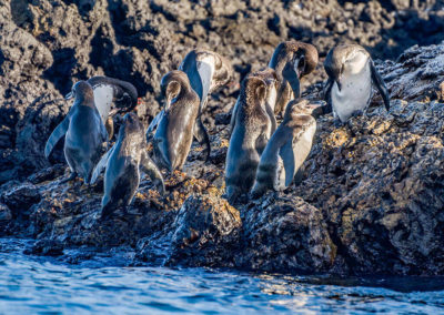 Galapagos Inseln