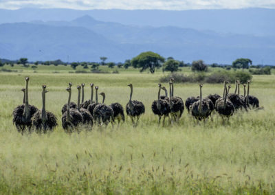 Tarangire Nationalpark - Tansania