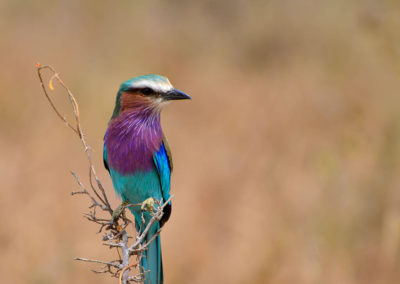 Selous Game Reserve - Tansania