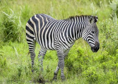 Arusha Nationalpark - Tansania
