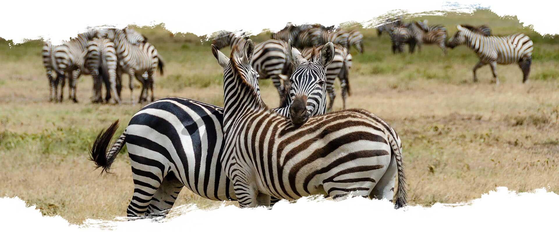 Serengeti Nationalpark - Tansania