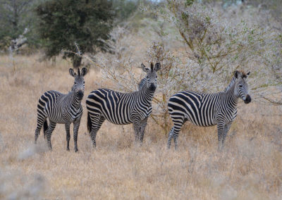 Selous Game Reserve - Tansania