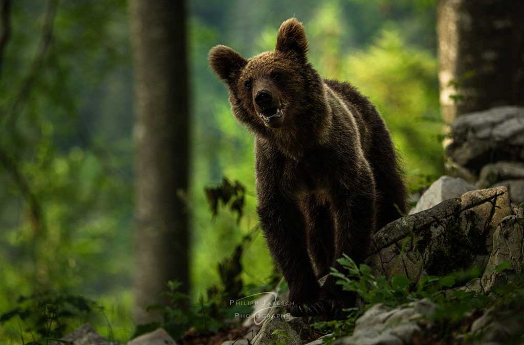 Die Bären von Slowenien