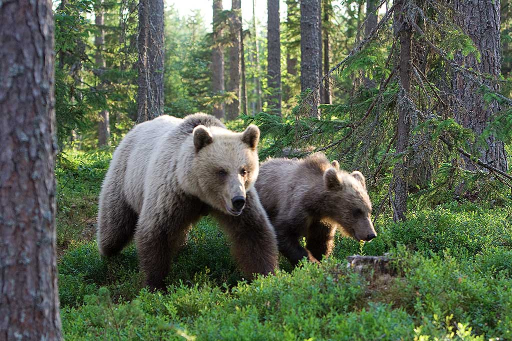 Bären - Finnland