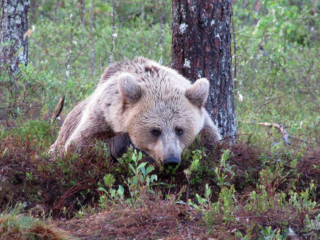 Bären - Finnland