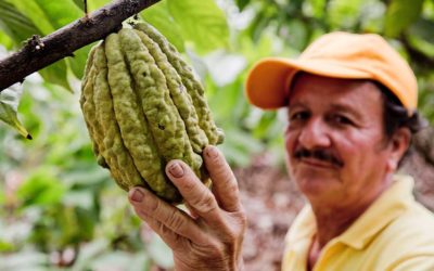 Fairtrade Kakao & Kaffee in Peru und Ecuador für Experten