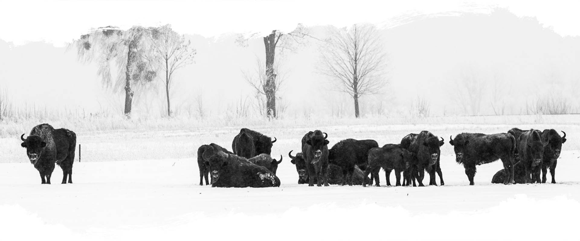 Life Earth Reisen Headerbild_wisente