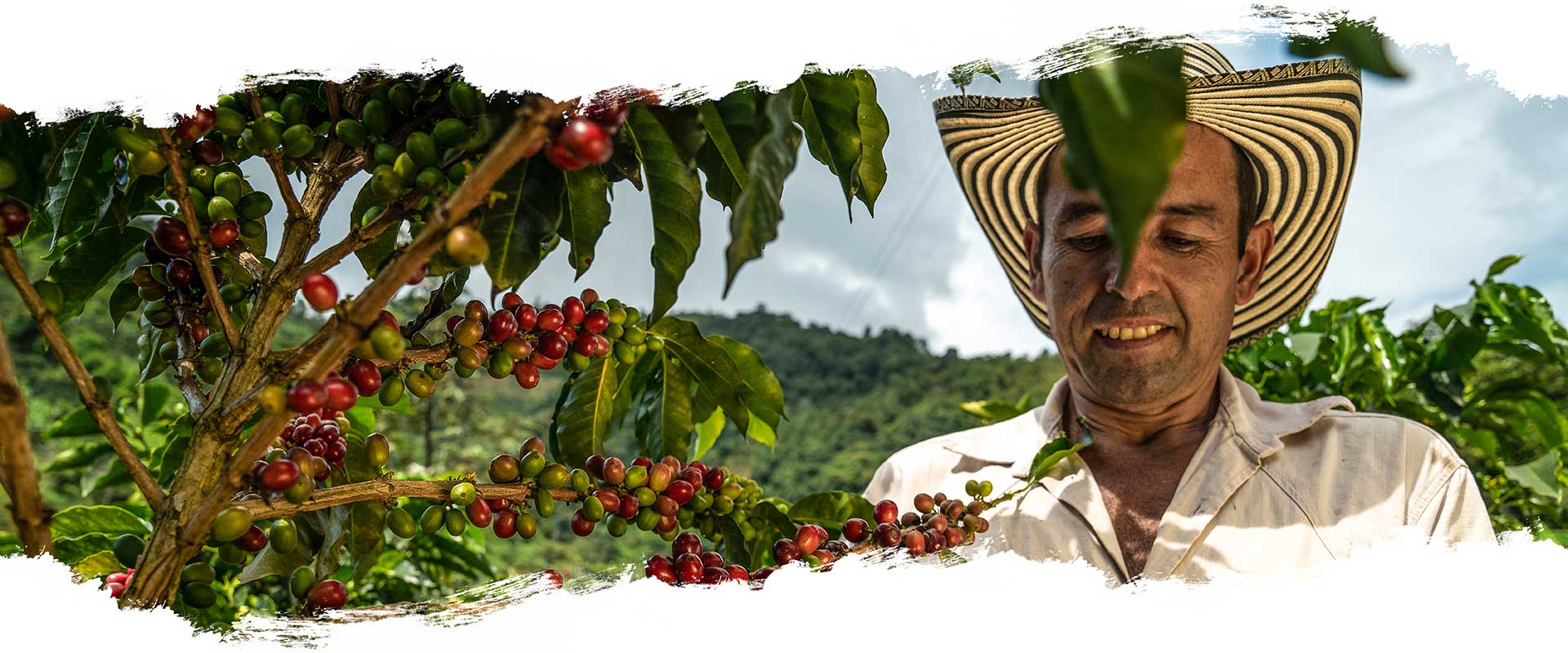 Kaffeebauer Ecuador Kaffeebauer Ecuador