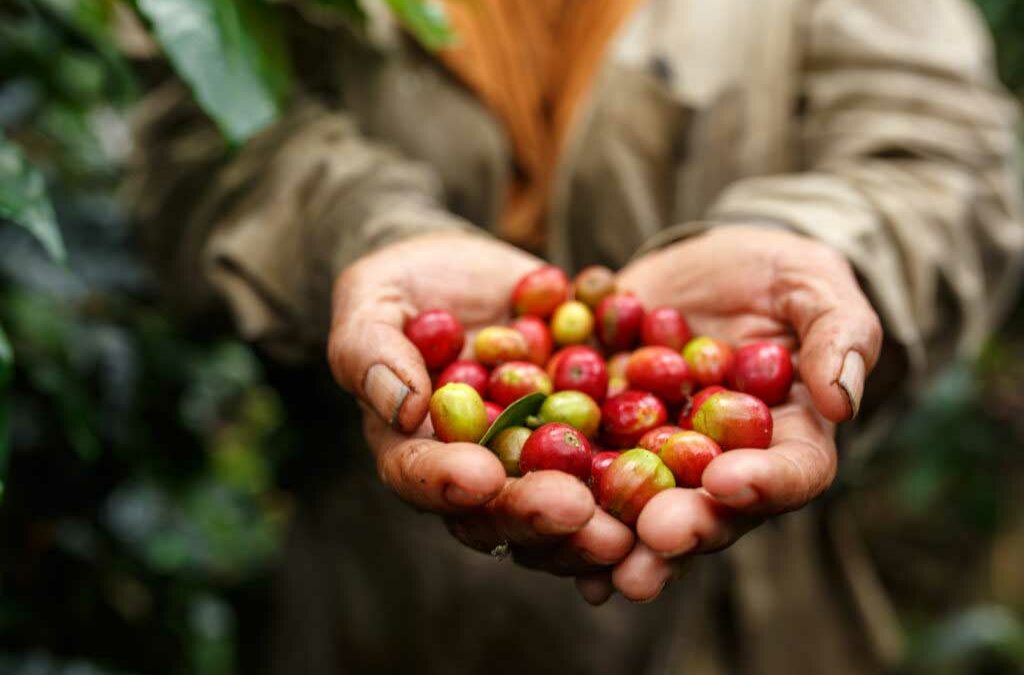 Kaffeereise Äthiopien – Zum Ursprung des Kaffees
