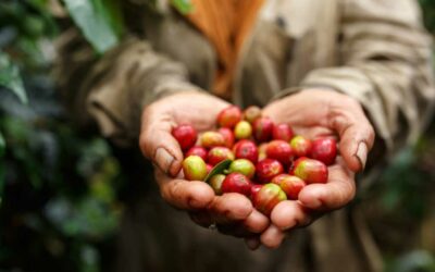 Kaffeereise Äthiopien – Zum Ursprung des Kaffees